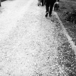 Camino