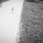 Camino