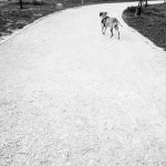 Camino